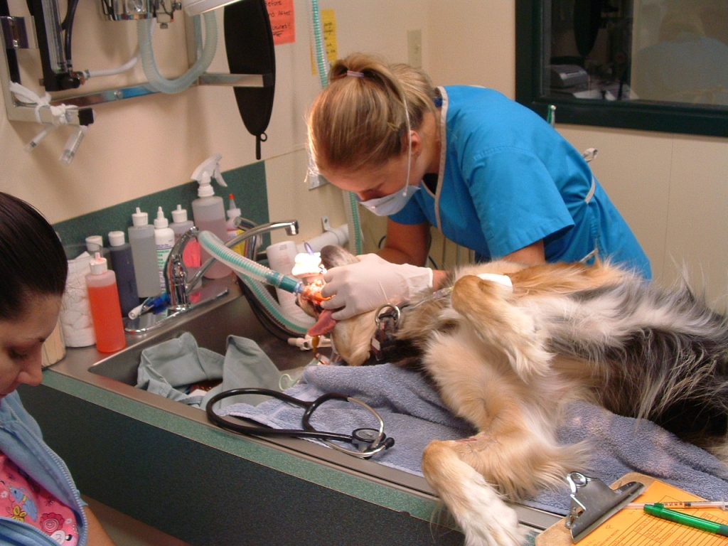 Vet dentist store